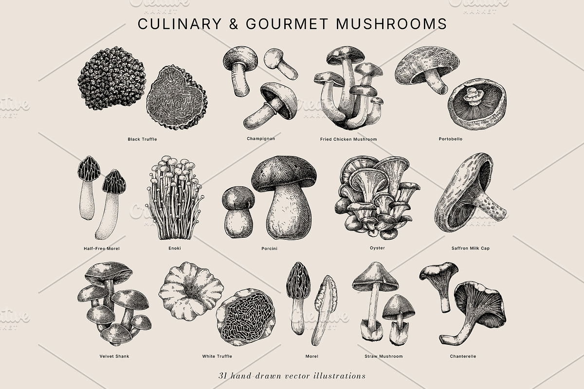 Mushrooms Vector Illustration Bundle, a Food Illustration by Yevheniia (Photo 3 of 8)
