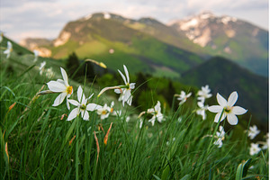 White daffodil narcissus flowers on, a Nature Photo by Nature and travel