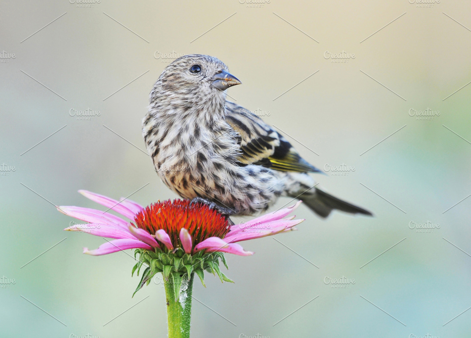 BIRD 1 Pine Siskin, an Animal Photo by Carolyn Sandstrom Art