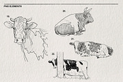 Sketch of a cow PNG, an Animal Illustration by LOKSKIH (Thumbnail 7 of 7)