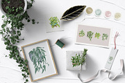 House Plants Watercolor Collection, an Object Graphic by BarvArt (Thumbnail 2 of 8)