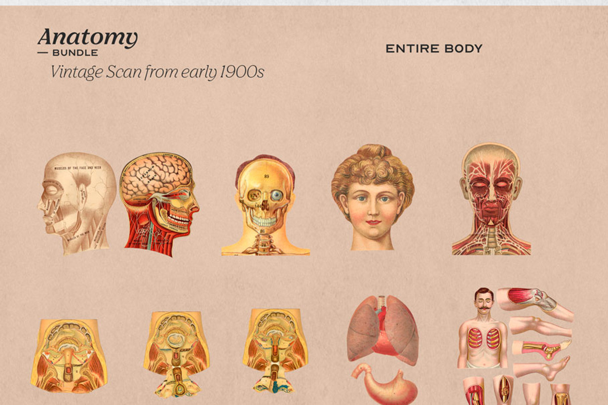 Anatomy Collage Elements 200+, an Illustration by Francesco Stefanini (Photo 8 of 10)