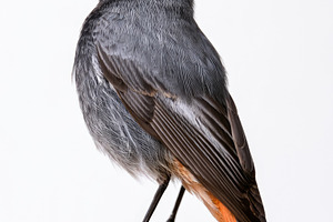 Black redstart perched on branch isolated on white background