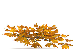 Maple Branch Yellow V3