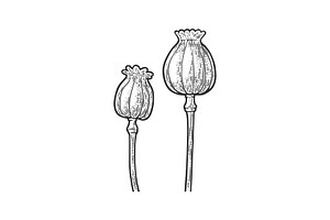 Poppy Flower Seed Head Sketch Vector