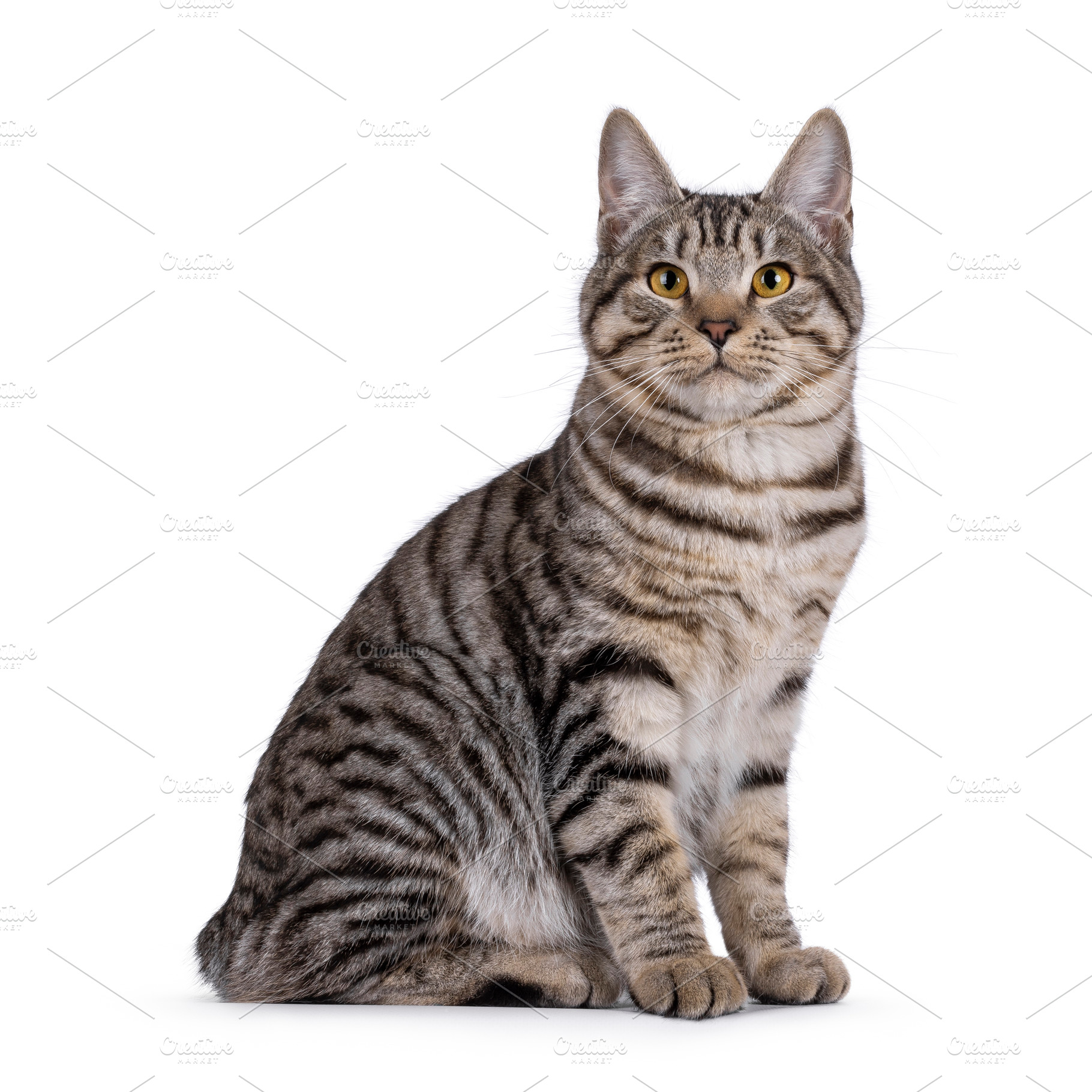 Kurilian Bobtail cat on white, an Animal Photo by Cat'chy Images by Nynke