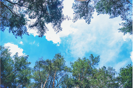 Trees forest and summer sky, a Nature Photo by yanadjana