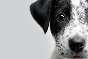 Black and white puppy with big eyes, an Animal Photo by MistyDay