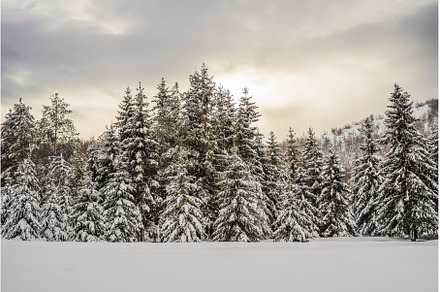Splendid scenery in winter, a Nature Photo by Elizaveta Galitskaya