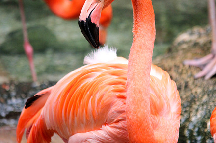 Flamingo containing flamingo, flamingos, and bird photo