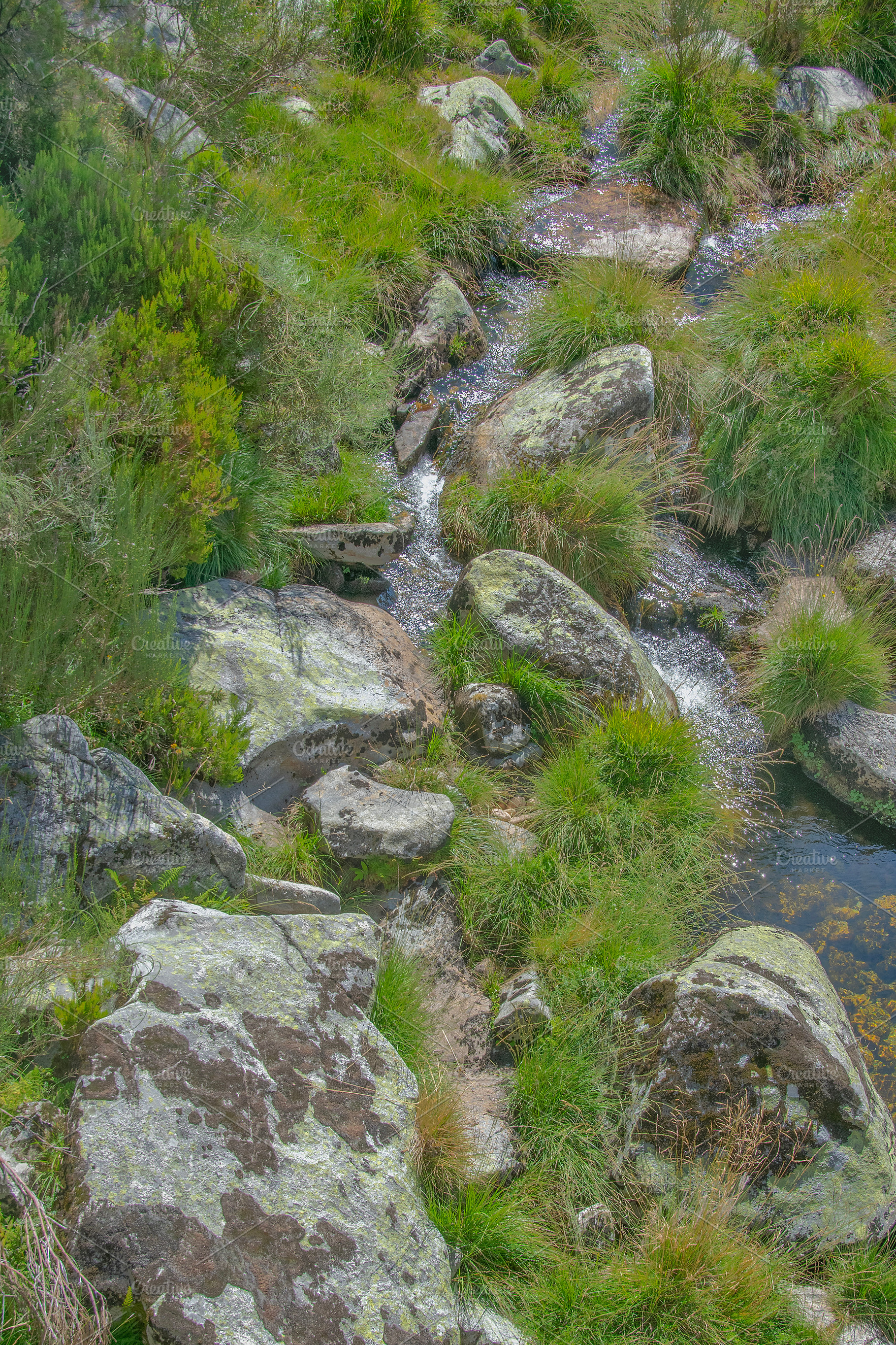 Rocky stream surrounded by lush plants, a Nature Photo by DanFLCreativo