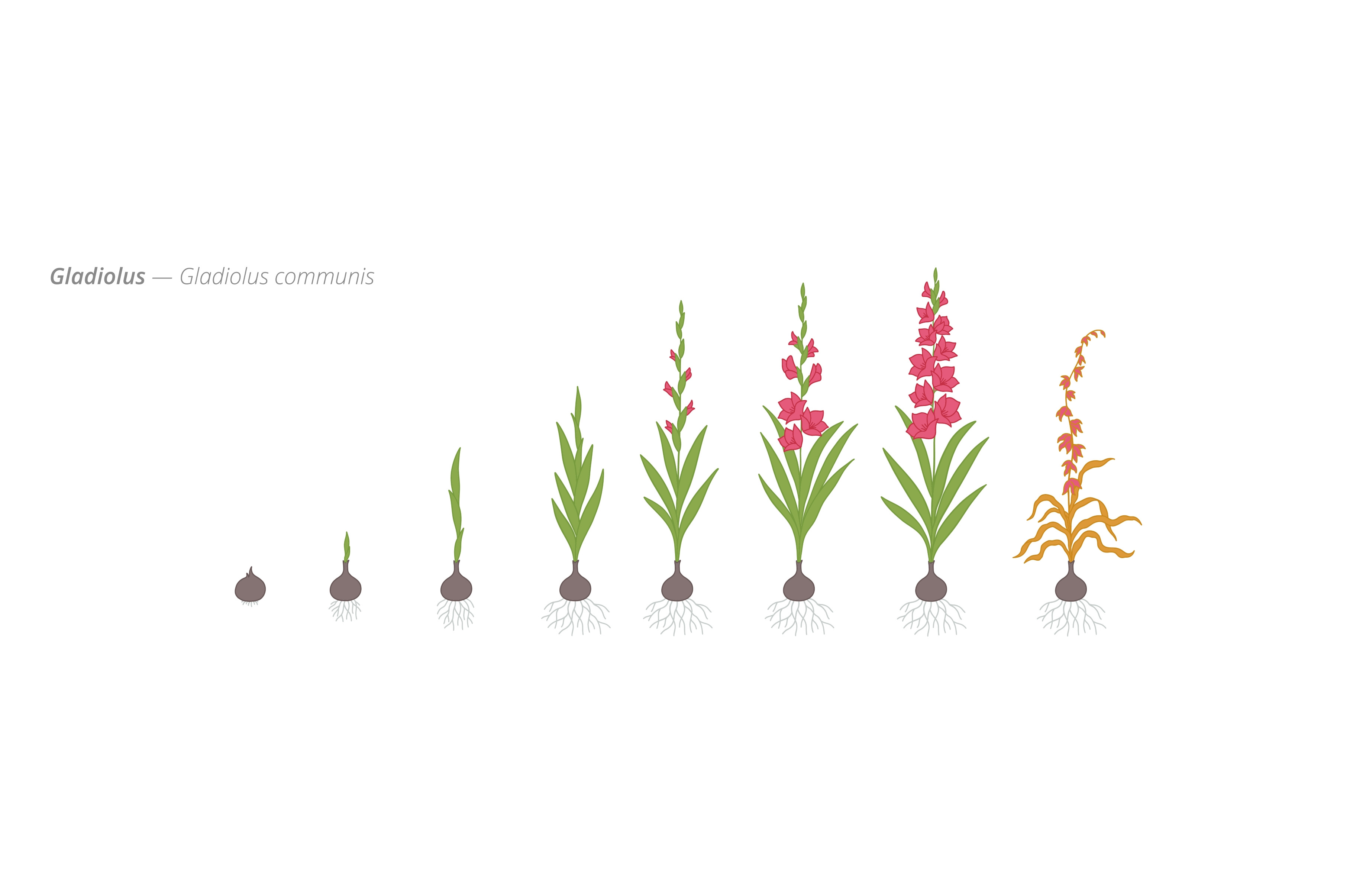 Growth stages of gladiolus, an Object Illustration by Ilia Design
