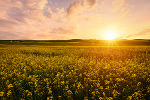 Yellow bright flowers bloom in a field of rapeseed at sunset lig, a Nature Photo by Eugene_Photo
