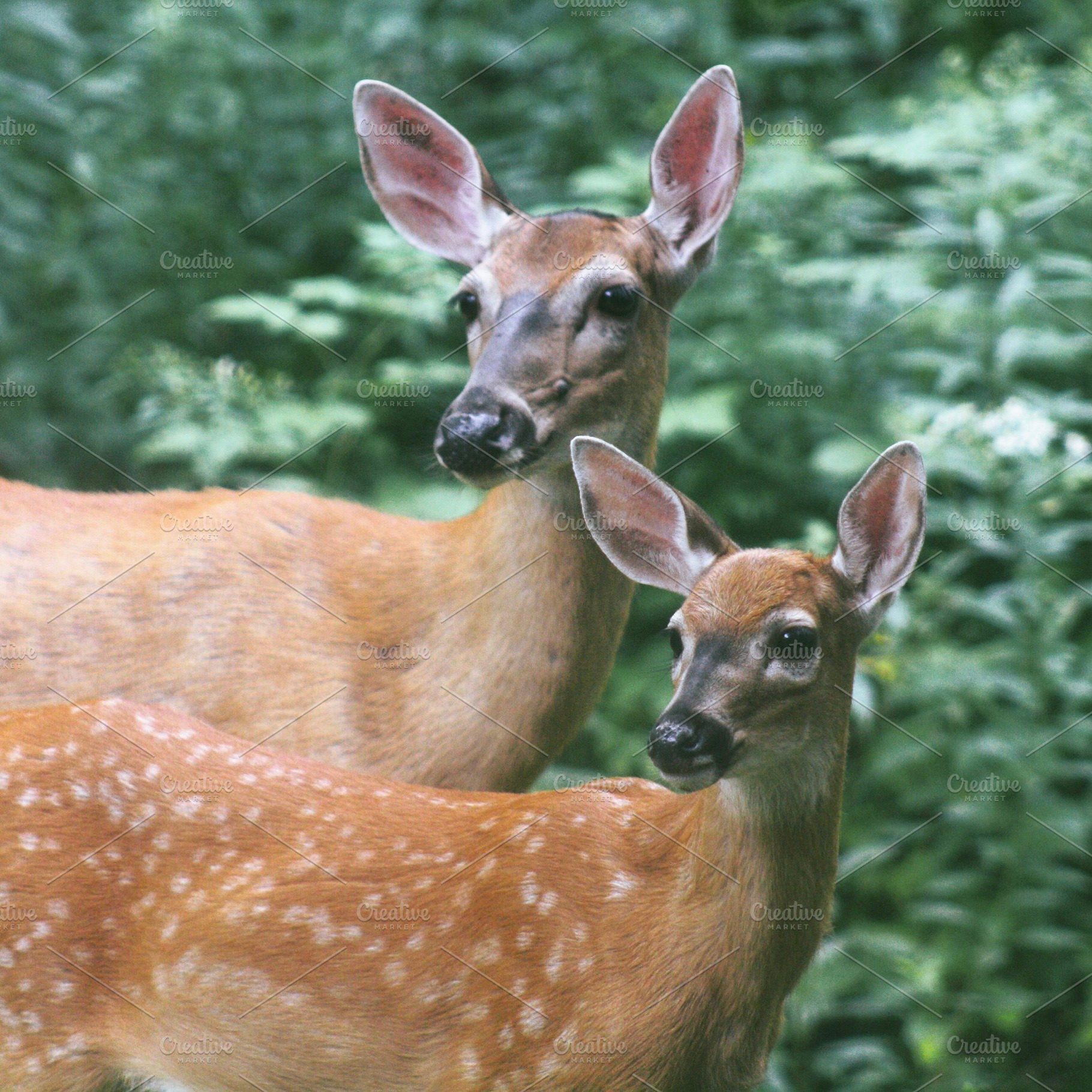 Mother Deer and Fawn Photograph, an Animal Photo by AmandaFagan