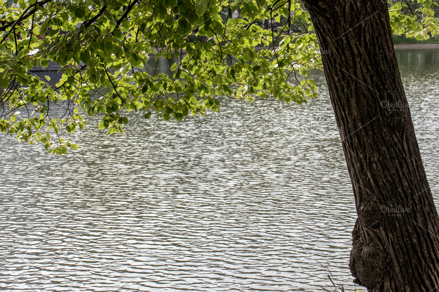 A tree trunk and green leaves, a Nature Photo by Schreibikus