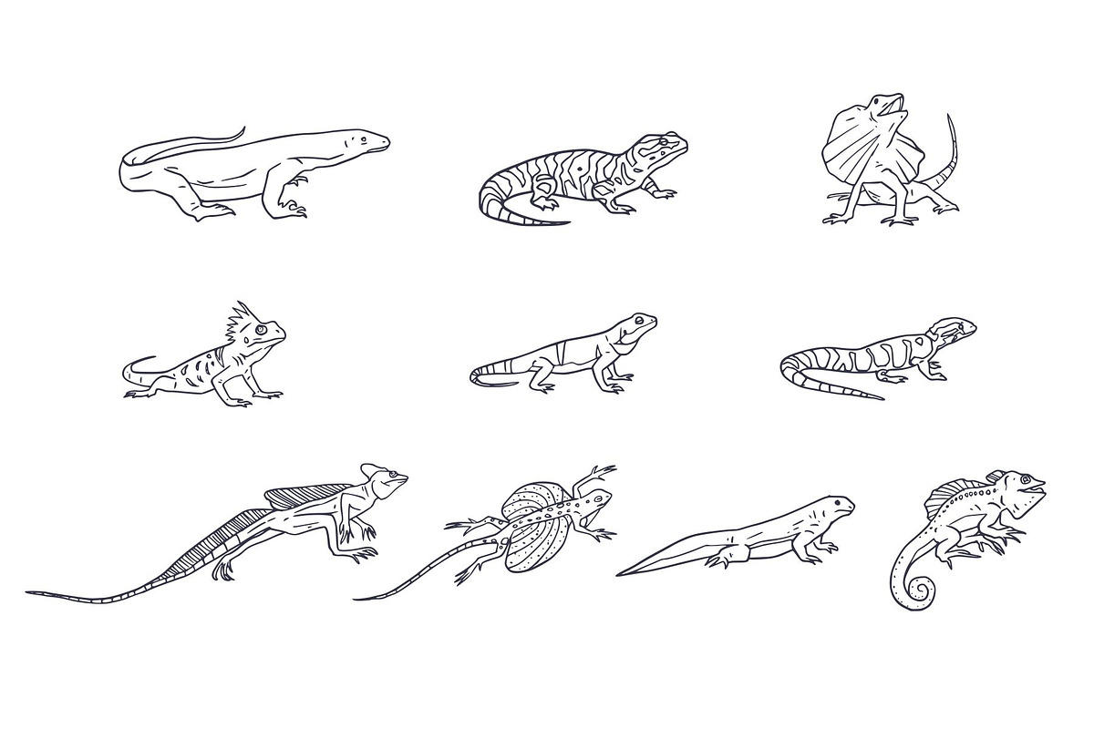 Breeds Lizard Hand-Drawn Vol. 2, an Animal Illustration by SLAB! Design (Photo 3 of 3)