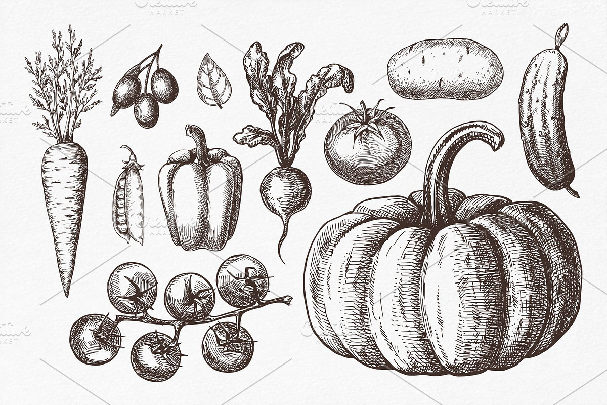 Vegetables. Hand drawn collection., a Food Illustration by natadanko (Photo 2 of 7)