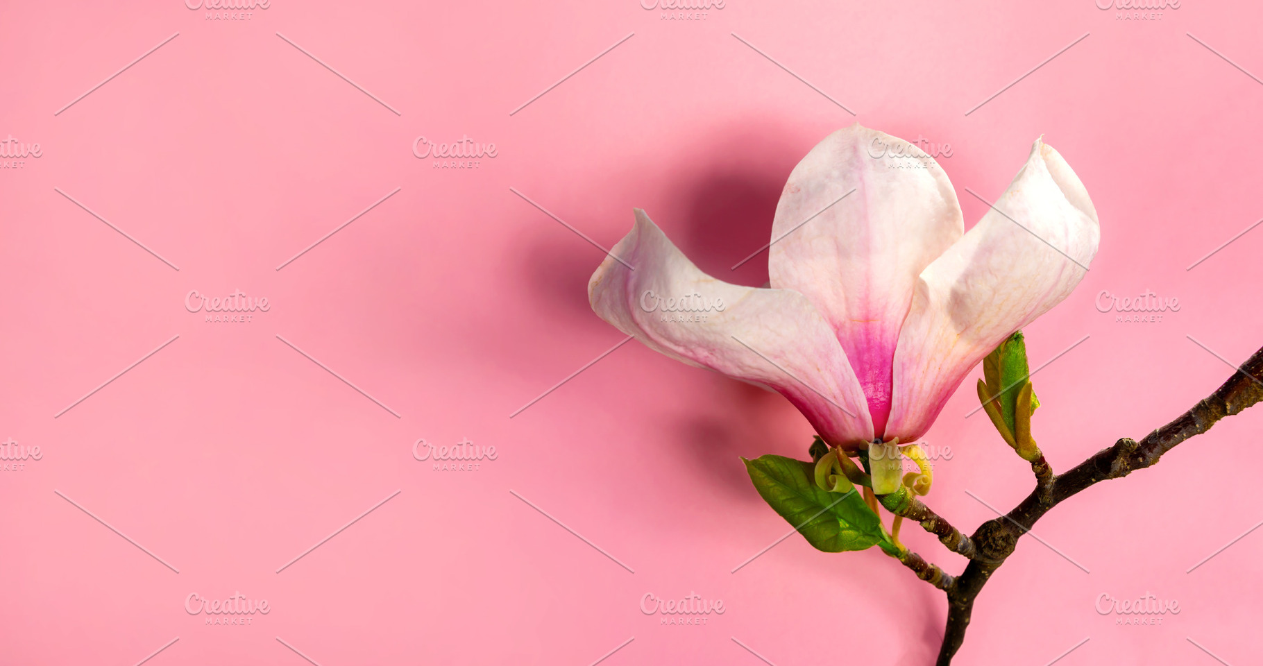 Single magnolia flower on a branch with young green leaves, isol, a Nature Photo by Ales Munt