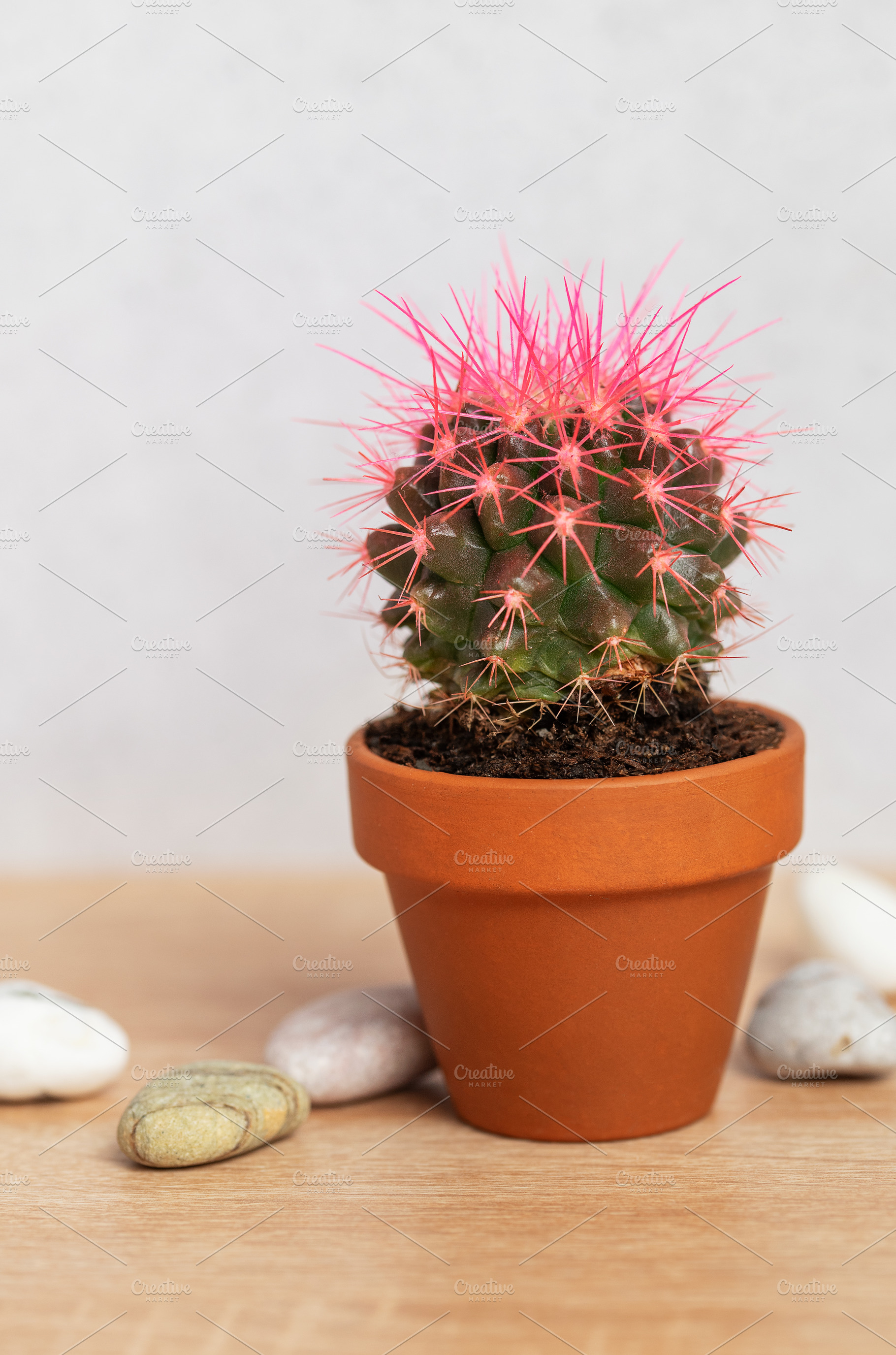 Pink cactus growing in terracotta pot on wooden table with decor, a Background Photo by Olena Rudo
