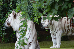 White tigers are big dangerous cats., a Photo by Pictures for you!!!!!!!!!