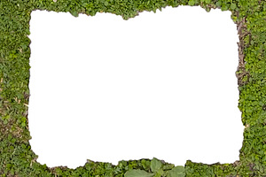 Blank frame with moss borders, a Background Photo by DanFLCreativo