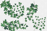 Watercolor Ivy Clipart, an Illustration by Digital Curio (Thumbnail 5 of 5)