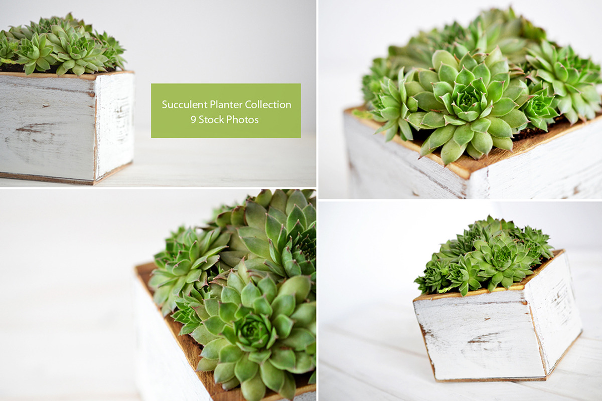 Succulent Planter Stock Photos, an Abstract Photo by Greenleaf Images (Photo 1 of 6)