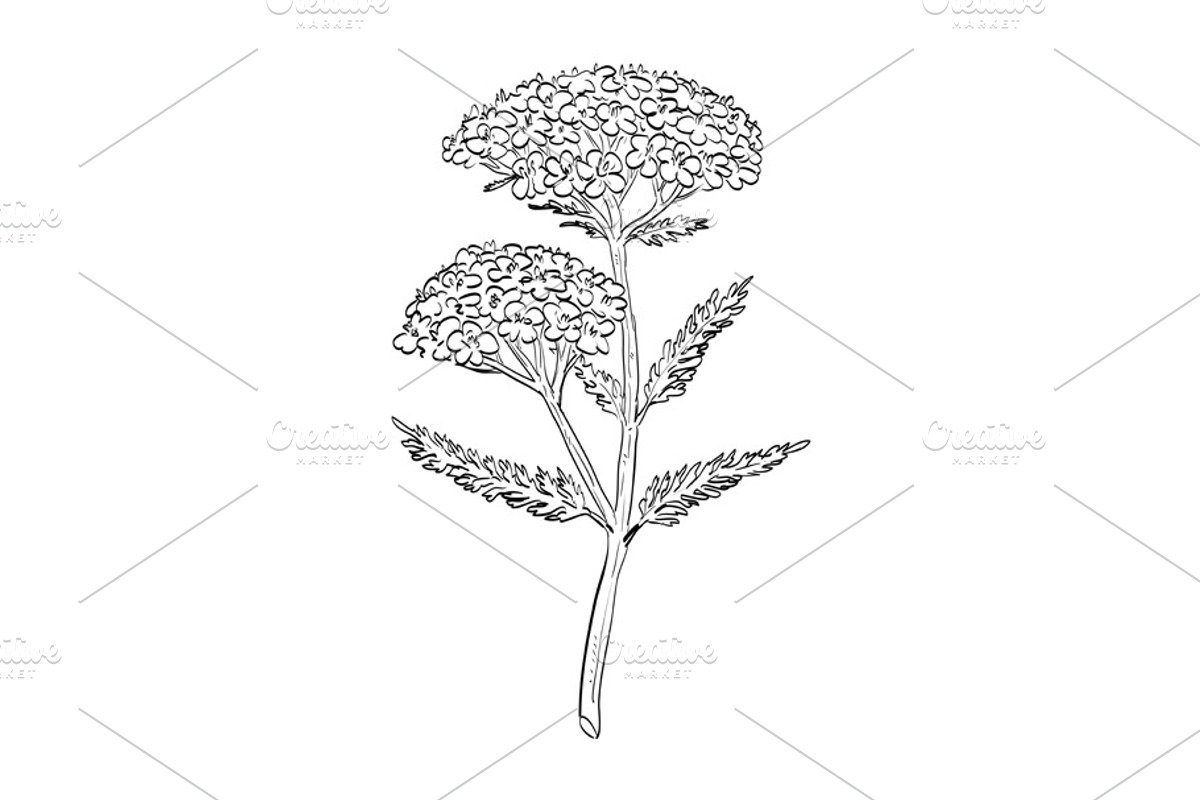 Yarrow Wild Edible Plant Drawing, a Decorative Illustration by patrimonio (Photo 1 of 3)