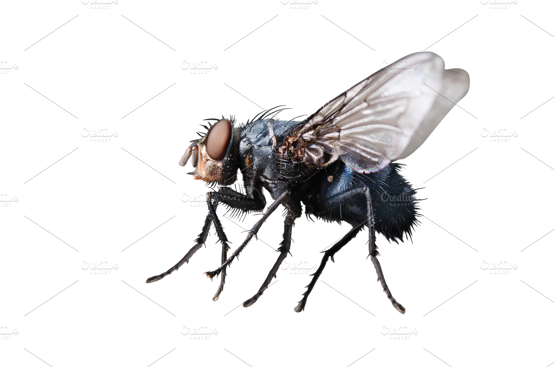 Blue bottle fly (Calliphora, an Animal Photo by Pakosta