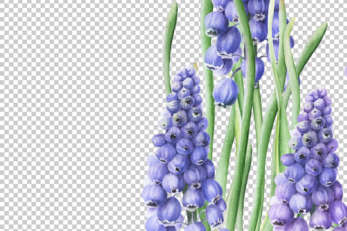Botanical Muscari Set, an Illustration by Olga Koelsch (Photo 7 of 9)