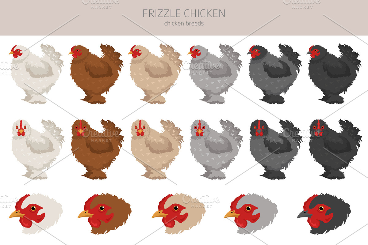 Frizzle Chicken breed clip art, an Animal Illustration by pet design shop (Photo 3 of 5)
