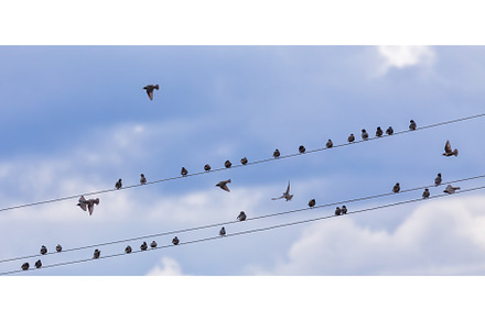 Starling birds Sturnus vulgaris are, an Animal Photo by Lukas Jonaitis SHOP