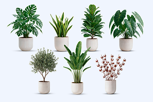 7 PSD Files of Plants – High Resolut, a Merchandise Mockup by Elite Mockups
