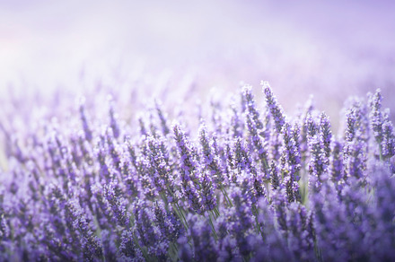 Lavender flowers in bloom