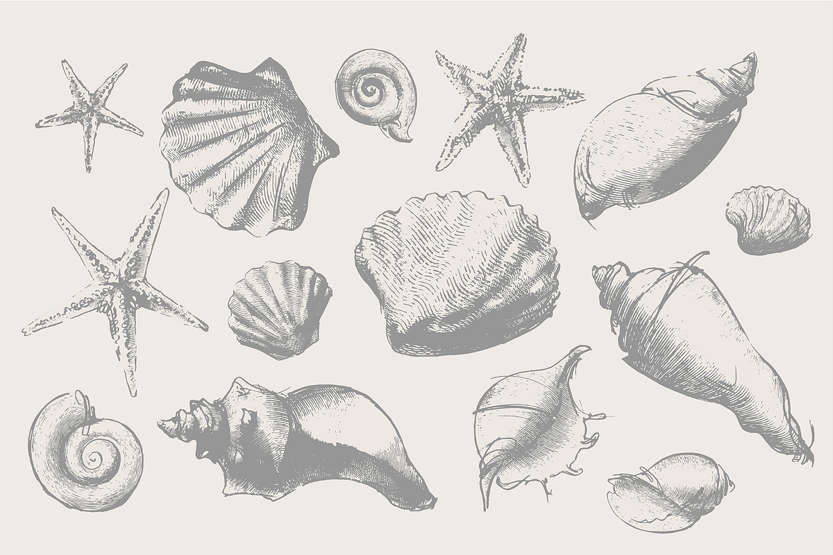 Vintage shell, an Illustration by Siosay (Photo 2 of 8)