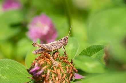 A green grasshopper on a large leaf, an Animal Photo by AlexBush