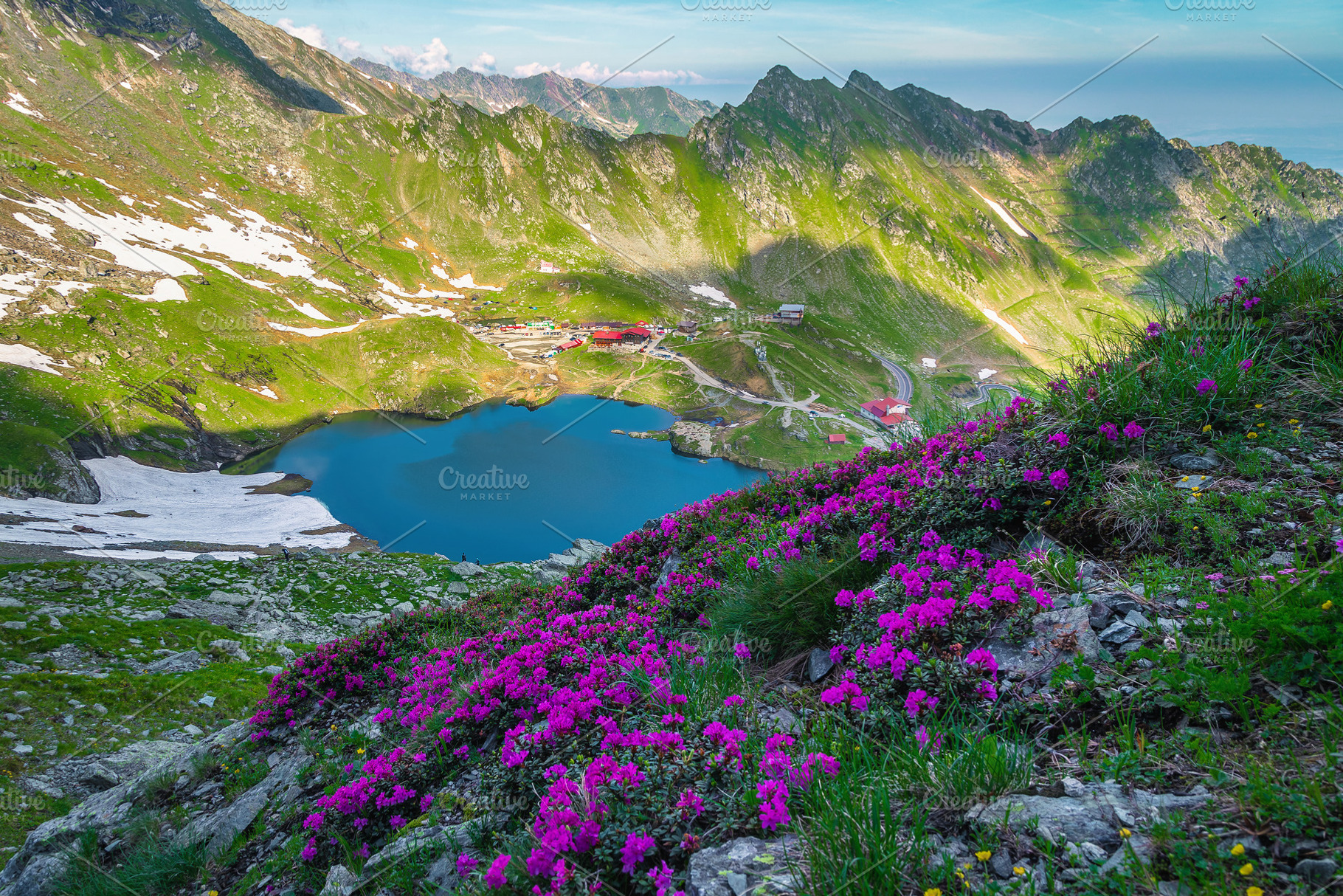 Rhododendron flowers on the slope, a Nature Photo by Alpine Dreams