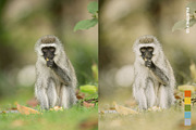 25 Safari Lightroom Presets LUTs, a Preset Add-On by SparkleStock (Thumbnail 9 of 15)