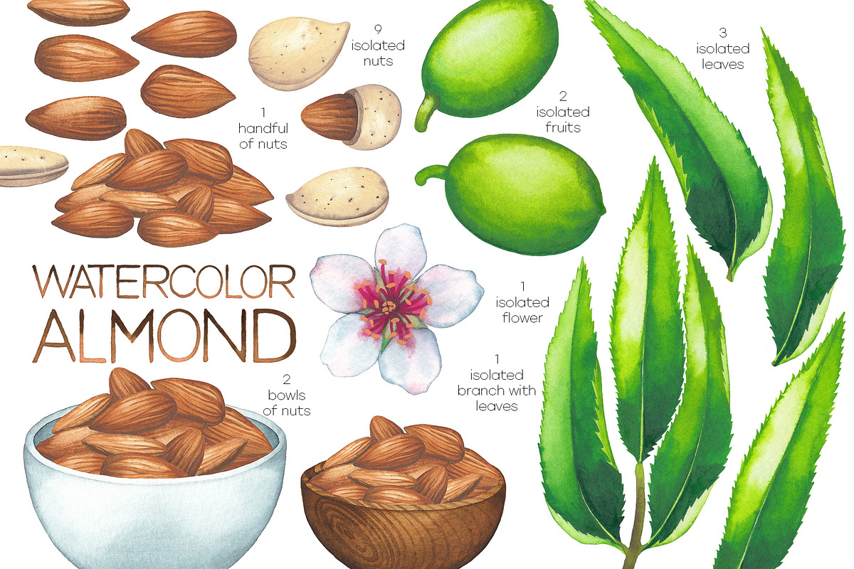 Watercolor almond milk, a Food Illustration by Ekaterina Glazkova (Photo 2 of 11)