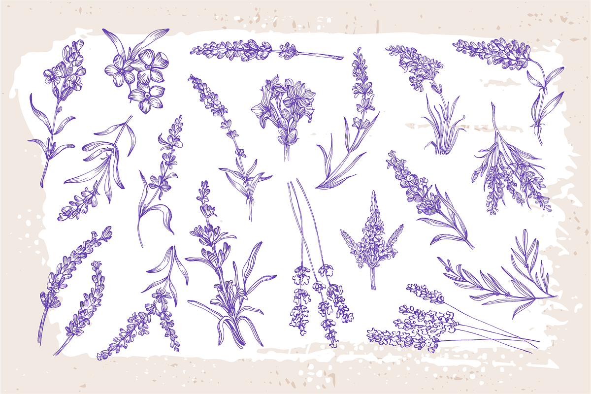 Lavender sketch illustration, a Decorative Illustration by Samira (Photo 5 of 10)