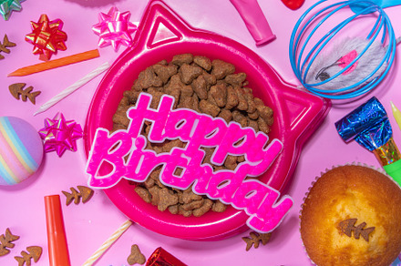 Pet cat happy birthday background, an Animal Photo by Rimma