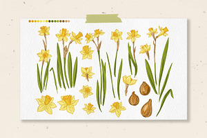 Daffodils. Sketch Spring Flowers