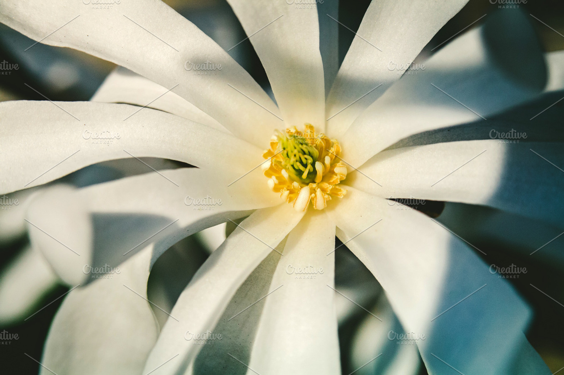 iseeyouflower whitemagnolia