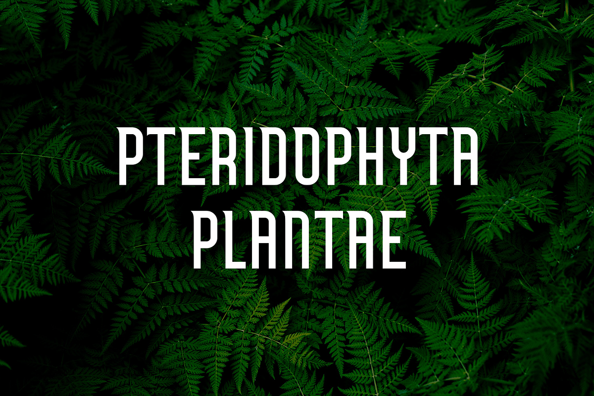 Donaru, a Sans Serif Font by lelevien (Photo 4 of 4)
