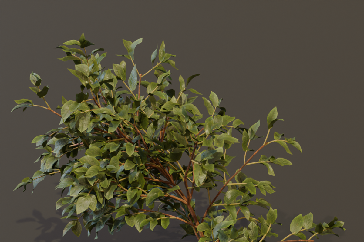 The Elderberry Bush, a Plants & Tree 3D Model by FuturePastCreatives (Photo 8 of 9)