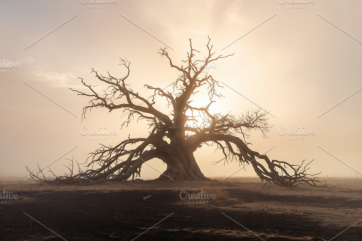 48 Dying Tree Images, a Nature Photo by h.utomo (Photo 16 of 48)