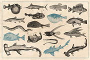 154 Vintage Sea Illustrations, an Animal Illustration by Brigantine Designs (Thumbnail 5 of 10)