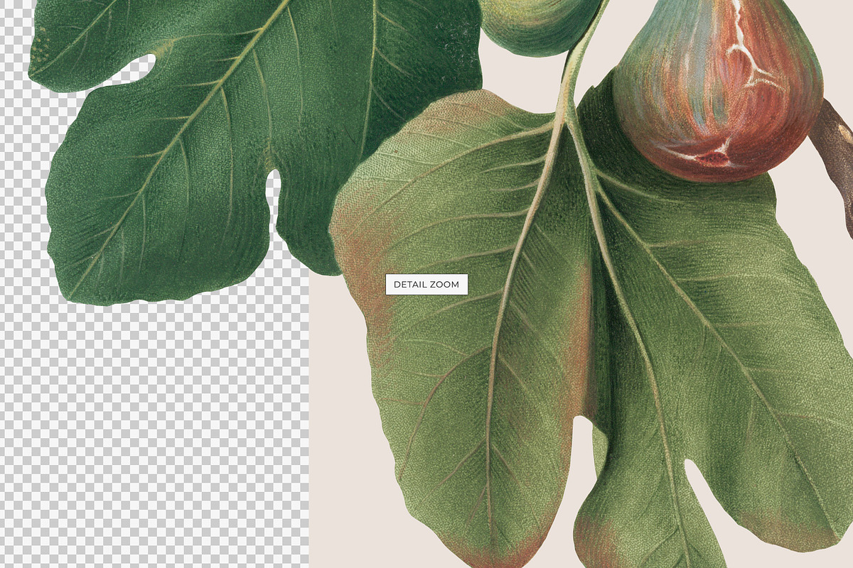 Vintage Botanical Illustrations, an Object Illustration by likorbut (Photo 7 of 8)