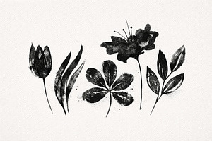 Botanical illustration in black wate, a Photo by Dvoevnore photos