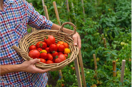 Male farmer harvests tomatoes in the, a Food & Drink Photo by yanadjana